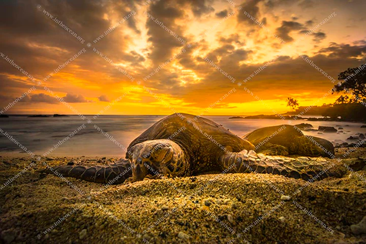 In the Ocean Underwater Gallery